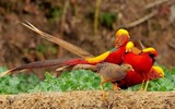 [ẢNH] Những loài động vật sở hữu bộ lông kỳ lạ nhất thế giới