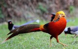 [ẢNH] Những loài động vật sở hữu bộ lông kỳ lạ nhất thế giới