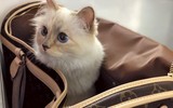 [ẢNH] Cuộc sống thượng lưu của “cô mèo” giàu nhất thế giới