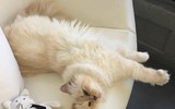 [ẢNH] Cuộc sống thượng lưu của “cô mèo” giàu nhất thế giới