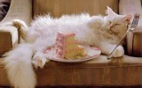[ẢNH] Cuộc sống thượng lưu của “cô mèo” giàu nhất thế giới