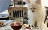 [ẢNH] Cuộc sống thượng lưu của “cô mèo” giàu nhất thế giới