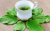 [ẢNH] Những loại cây mọc dại nhưng được ví như ‘thần dược’ cực tốt cho sức khỏe