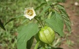 [ẢNH] Những loại cây mọc dại nhưng được ví như ‘thần dược’ cực tốt cho sức khỏe