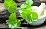 [ẢNH] Những loại cây mọc dại nhưng được ví như ‘thần dược’ cực tốt cho sức khỏe