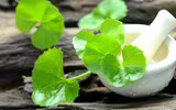 [ẢNH] Những loại cây mọc dại nhưng được ví như ‘thần dược’ cực tốt cho sức khỏe