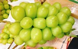 [ẢNH] Những điều thú vị về loại nho Nhật ‘siêu to’, có tiền cũng khó mua được 
