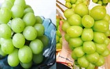 [ẢNH] Những điều thú vị về loại nho Nhật ‘siêu to’, có tiền cũng khó mua được 