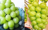 [ẢNH] Những điều thú vị về loại nho Nhật ‘siêu to’, có tiền cũng khó mua được 