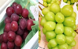 [ẢNH] Những điều thú vị về loại nho Nhật ‘siêu to’, có tiền cũng khó mua được 