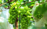 [ẢNH] Những điều thú vị về loại nho Nhật ‘siêu to’, có tiền cũng khó mua được 