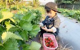 [Ảnh] Điểm mặt những loại trái cây giá tiền triệu nhưng vẫn ‘đắt hàng như tôm tươi’