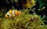 [ẢNH] Top 6 loài cá sở hữu khả năng đặc biệt đến khó tin