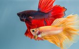 [ẢNH] Top 6 loài cá sở hữu khả năng đặc biệt đến khó tin