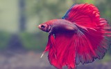 [ẢNH] Top 6 loài cá sở hữu khả năng đặc biệt đến khó tin