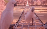 [ẢNH] Độc đáo những công trình giao thông dành riêng cho động vật