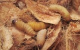 [ẢNH] Những loại đặc sản 'nhìn thì ghê ăn thì mê' ở Việt Nam
