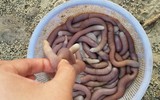 [ẢNH] Những loại đặc sản 'nhìn thì ghê ăn thì mê' ở Việt Nam