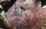 [ẢNH] Những loài cá có hình thù xấu xí nhưng giá bán đắt đỏ, có tiền cũng khó mua được