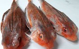 [ẢNH] Những loài cá có hình thù xấu xí nhưng giá bán đắt đỏ, có tiền cũng khó mua được