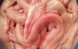 [ẢNH] Những loài cá có hình thù xấu xí nhưng giá bán đắt đỏ, có tiền cũng khó mua được
