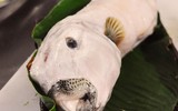 [ẢNH] Những loài cá có hình thù xấu xí nhưng giá bán đắt đỏ, có tiền cũng khó mua được