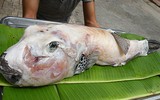 [ẢNH] Những loài cá có hình thù xấu xí nhưng giá bán đắt đỏ, có tiền cũng khó mua được