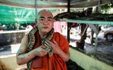 [ẢNH] Nỗ lực bảo tồn sự sống cho loài rắn của một nhà sư Myanmar