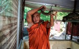 [ẢNH] Nỗ lực bảo tồn sự sống cho loài rắn của một nhà sư Myanmar