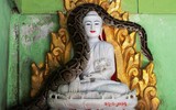 [ẢNH] Nỗ lực bảo tồn sự sống cho loài rắn của một nhà sư Myanmar