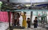 [ẢNH] Nỗ lực bảo tồn sự sống cho loài rắn của một nhà sư Myanmar