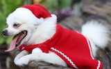 [ẢNH] Những món quà Noel ý nghĩa và thiết thực cho trẻ em 