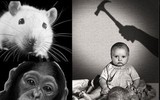 [ẢNH] Rùng mình với những thí nghiệm tâm lý đáng sợ nhất mọi thời đại 