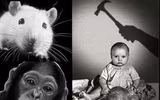 [ẢNH] Rùng mình với những thí nghiệm tâm lý đáng sợ nhất mọi thời đại 