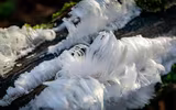 [ẢNH] Những hiện tượng băng tuyết cực hiếm trên thế giới