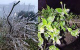 [ẢNH] Ngắm khung cảnh lần đầu tiên băng tuyết phủ trắng đỉnh Mẫu Sơn trong năm 2021