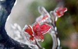 [ẢNH] Ngắm khung cảnh lần đầu tiên băng tuyết phủ trắng đỉnh Mẫu Sơn trong năm 2021