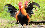 [ẢNH] Những phong tục đón Tết 