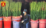[ẢNH] Ngắm hoa ‘đẹp - độc - lạ’ ở chợ hoa Quảng An ngày giáp Tết 