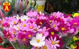 [ẢNH] Ngắm hoa ‘đẹp - độc - lạ’ ở chợ hoa Quảng An ngày giáp Tết 