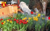 [ẢNH] Ngắm hoa ‘đẹp - độc - lạ’ ở chợ hoa Quảng An ngày giáp Tết 