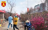 [ẢNH] Ngắm hoa ‘đẹp - độc - lạ’ ở chợ hoa Quảng An ngày giáp Tết 