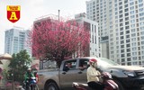 [ẢNH] Ngắm hoa ‘đẹp - độc - lạ’ ở chợ hoa Quảng An ngày giáp Tết 