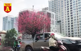 [ẢNH] Ngắm hoa ‘đẹp - độc - lạ’ ở chợ hoa Quảng An ngày giáp Tết 