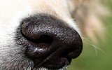 [ẢNH] Huấn luyện chó để phát hiện người nhiễm Covid-19?