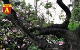 [ẢNH] Rạo rực hoa tháng 3: TP.HCM kèn hồng rực rỡ - Hội An hoa giấy rợp trời - Hà Nội muồng hoàng yến ‘thế chỗ’ hoa ban