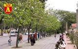 [ẢNH] Rạo rực hoa tháng 3: TP.HCM kèn hồng rực rỡ - Hội An hoa giấy rợp trời - Hà Nội muồng hoàng yến ‘thế chỗ’ hoa ban