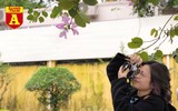 [ẢNH] Rạo rực hoa tháng 3: TP.HCM kèn hồng rực rỡ - Hội An hoa giấy rợp trời - Hà Nội muồng hoàng yến ‘thế chỗ’ hoa ban