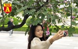 [ẢNH] Rạo rực hoa tháng 3: TP.HCM kèn hồng rực rỡ - Hội An hoa giấy rợp trời - Hà Nội muồng hoàng yến ‘thế chỗ’ hoa ban