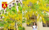 [ẢNH] Rạo rực hoa tháng 3: TP.HCM kèn hồng rực rỡ - Hội An hoa giấy rợp trời - Hà Nội muồng hoàng yến ‘thế chỗ’ hoa ban
